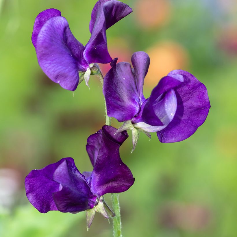 Lathyrus odoratus Blue Velvet (zaad) - Siererwt (Bloei)