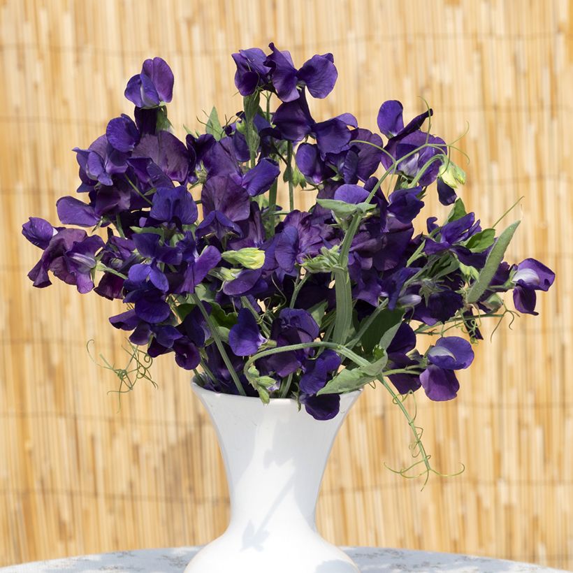 Lathyrus odoratus King Size Navy Blue (zaad) - Siererwt (Bloei)