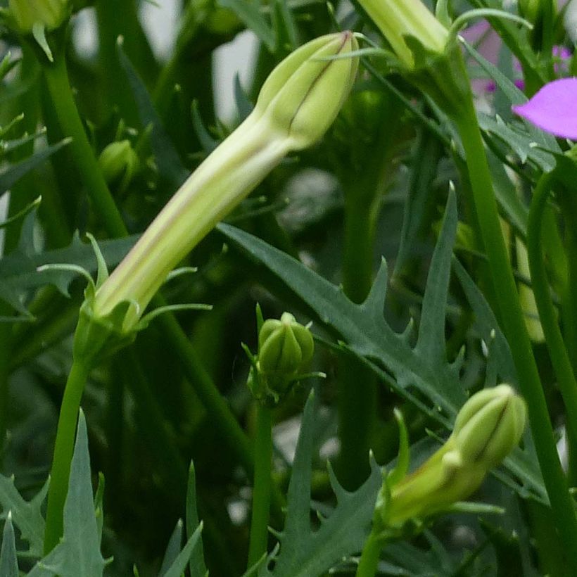 Isotoma Patti's Pink - Laurentia (Foliage)