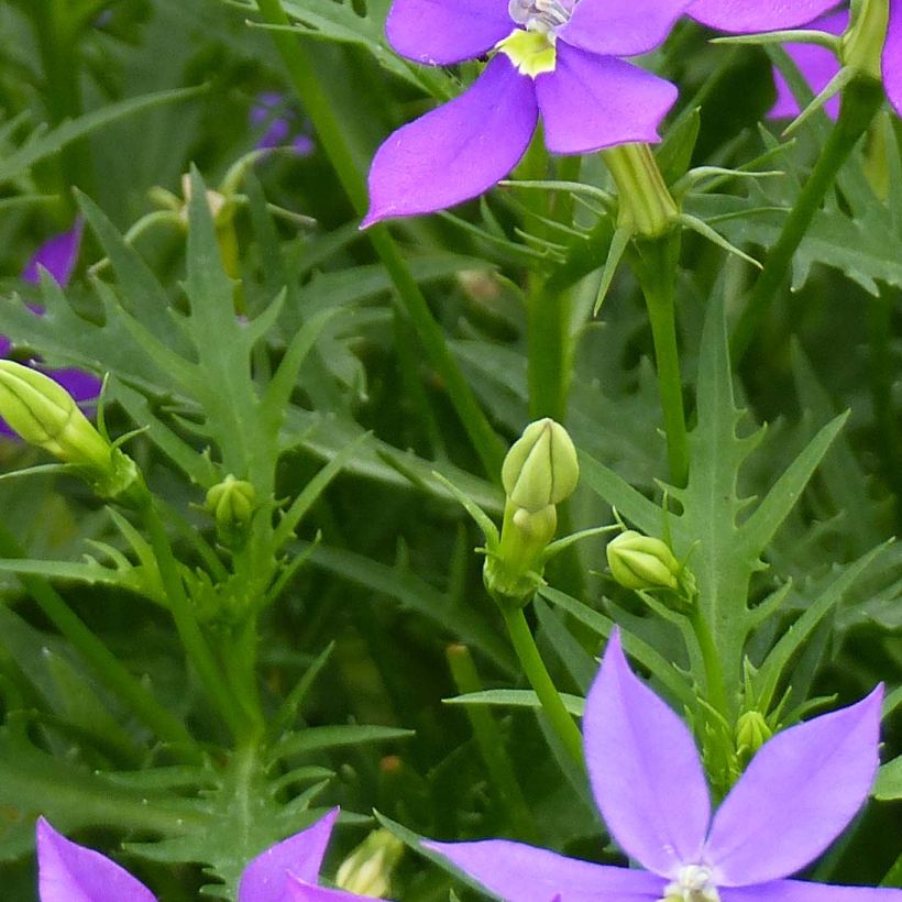 Isotoma Fizz'n'Pop Glowing Purple - Laurentia (Foliage)