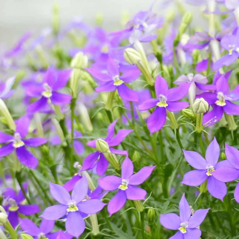 Isotoma Fizz'n'Pop Glowing Purple - Laurentia (Flowering)