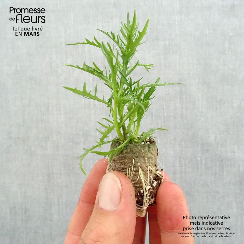 Example of Laurentia ou Isotoma Patti's Pink Mini-mot Ø 3/4 cm as you get in printemps