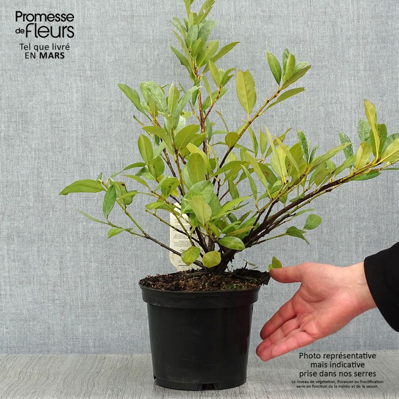 Example of Laurier Cerise - Prunus laurocerasus Mano Pot van 2 l/3 l as you get in hiver