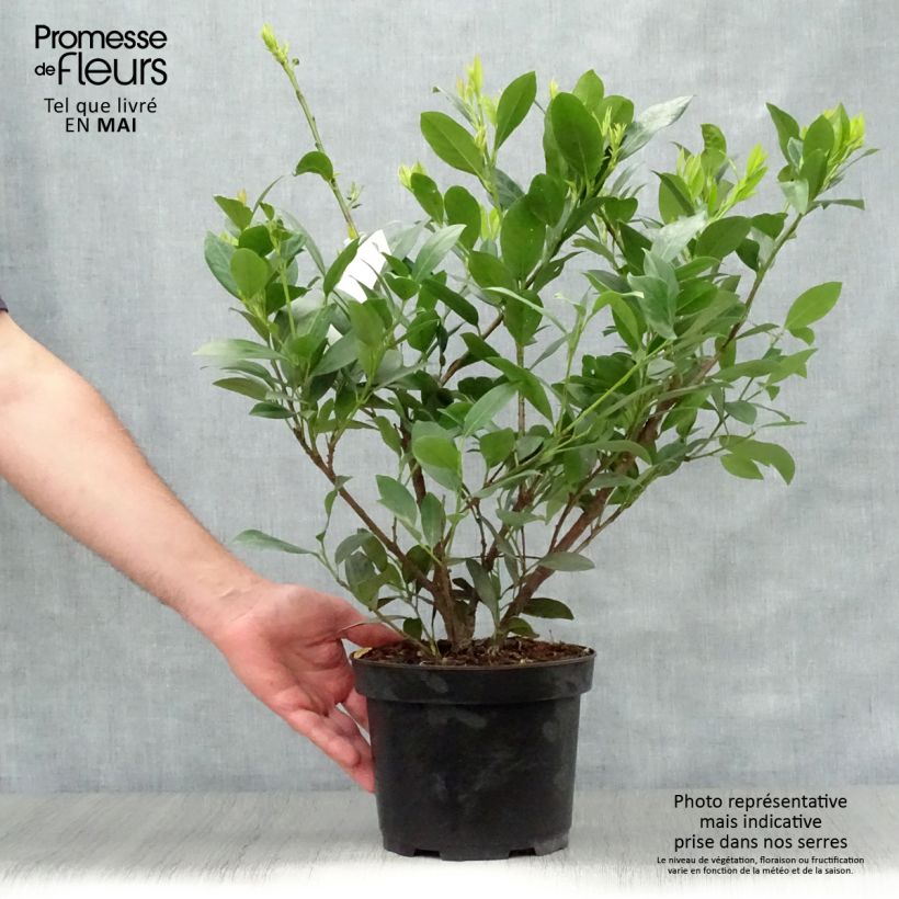 Exemplaar van Prunus laurocerasus Mano - Laurierkers Pot van 3 l/4 l zoals geleverd in de lente