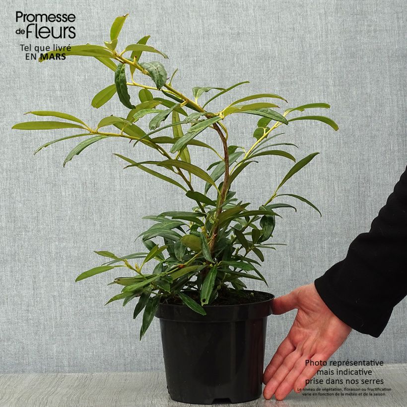 Example of Prunus laurocerasus Zabeliana - Laurierkers Pot van 2 l/3 l as you get in hiver