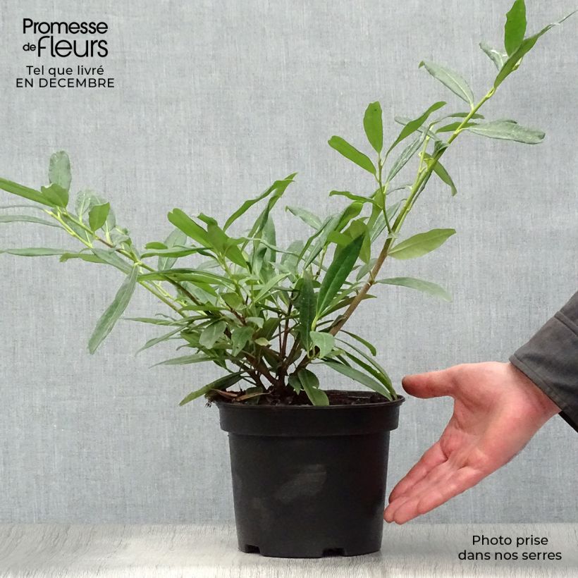 Example of Prunus laurocerasus Zabeliana - Laurierkers Pot van 4 l/5 l as you get in hiver