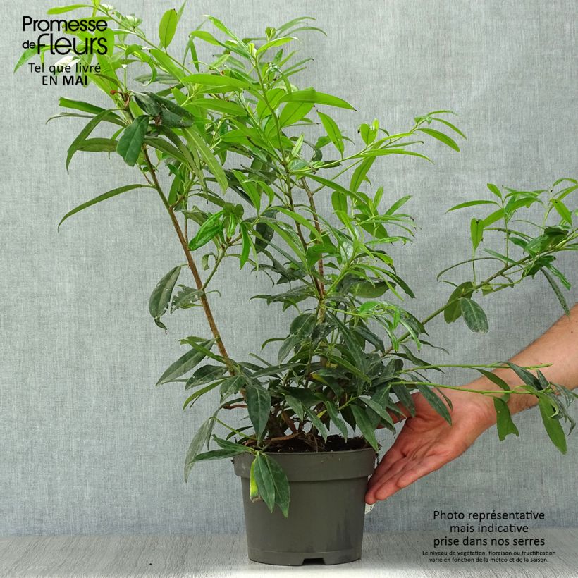 Exemplaar van Prunus laurocerasus Zabeliana - Laurierkers Pot van 4 l/5 l zoals geleverd in de lente