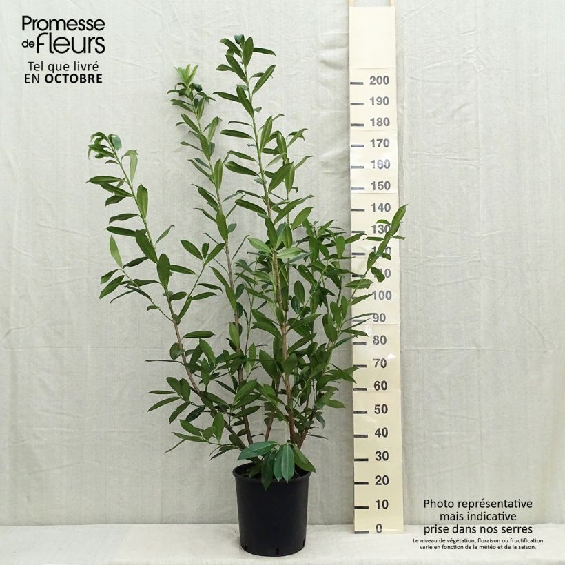 Exemplaar van Prunus laurocerasus Caucasica - Laurierkers Pot van 12 l/15 l zoals geleverd in de zomer