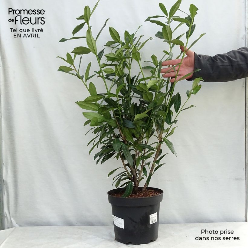 Exemplaar van Prunus laurocerasus Caucasica - Laurierkers Pot van 7,5 l/10 l zoals geleverd in de lente