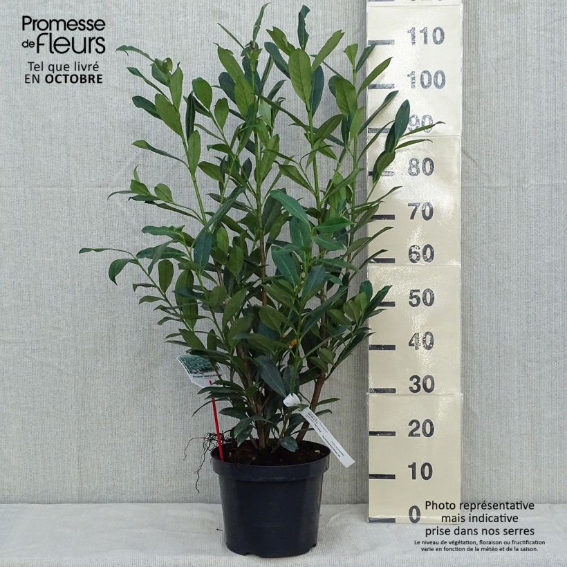 Exemplaar van Prunus laurocerasus Caucasica - Laurierkers Pot van 7,5 l/10 l zoals geleverd in de herfst
