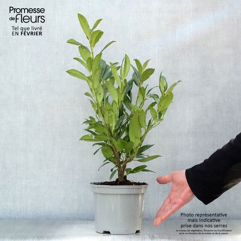 Example of Prunus laurocerasus Caucasica - Laurierkers Pot van 3 l/4 l as you get in hiver