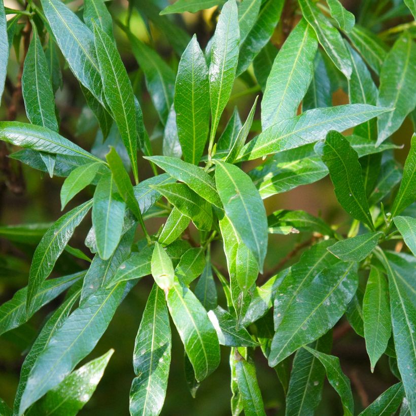 Prunus laurocerasus Caucasica - Laurierkers (Foliage)