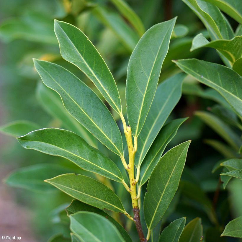 Prunus laurocerasus Elly - Laurierkers (Blad)