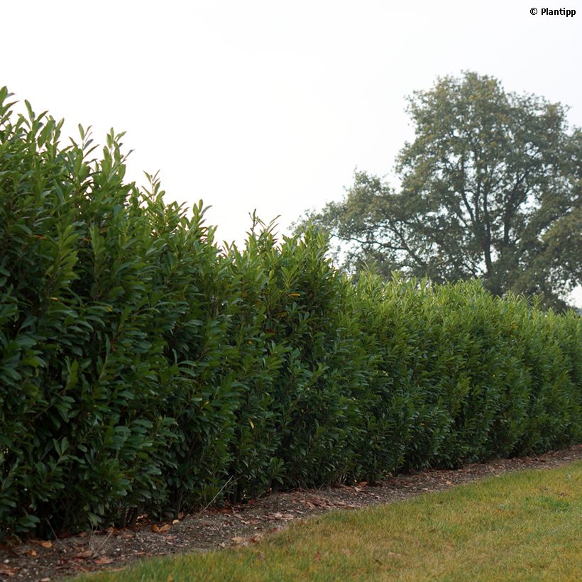 Prunus laurocerasus Elly - Laurierkers (Groeiplaats)