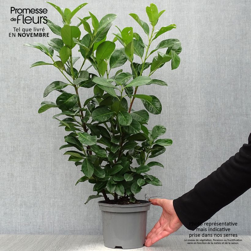 Exemplaar van Prunus laurocerasus Etna - Laurierkers Pot van 2 l/3 l zoals geleverd in de herfst