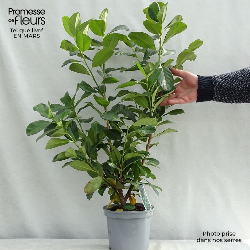 Example of Laurier cerise - Prunus laurocerasus Etna Pot van 2 l/3 l as you get in hiver