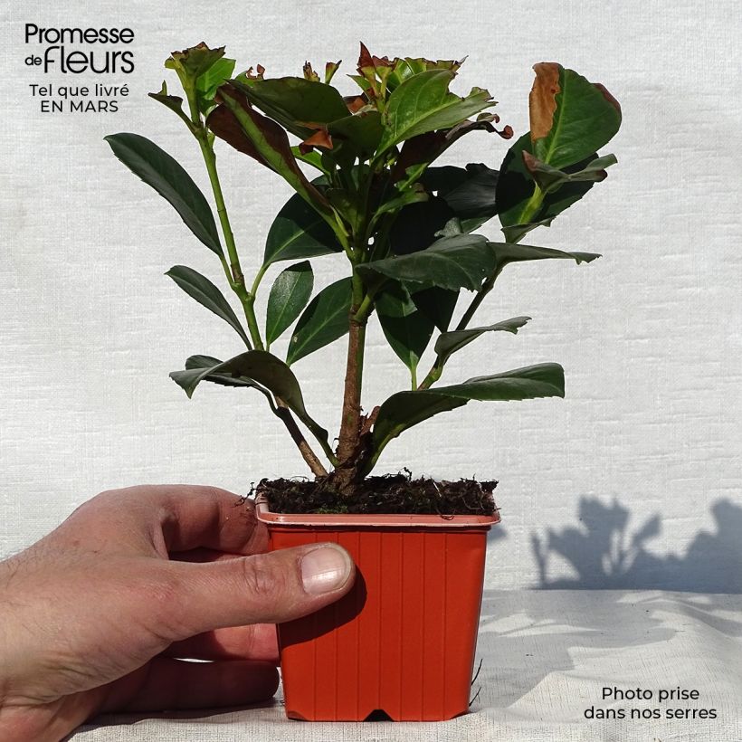 Exemplaar van Prunus laurocerasus Etna - Laurierkers Kweekpotje van 8/9 cm zoals geleverd in de lente