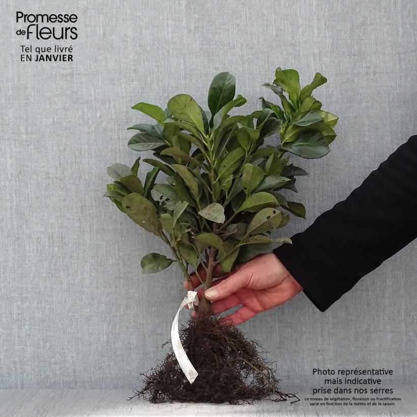 Example of Laurier cerise - Prunus laurocerasus Etna Naakte wortel as you get in hiver