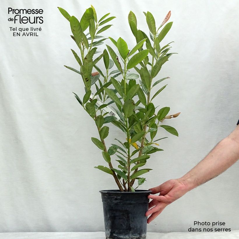 Exemplaar van Prunus laurocerasus Greentorch - Laurierkers Pot van 3 l/4 l zoals geleverd in de lente