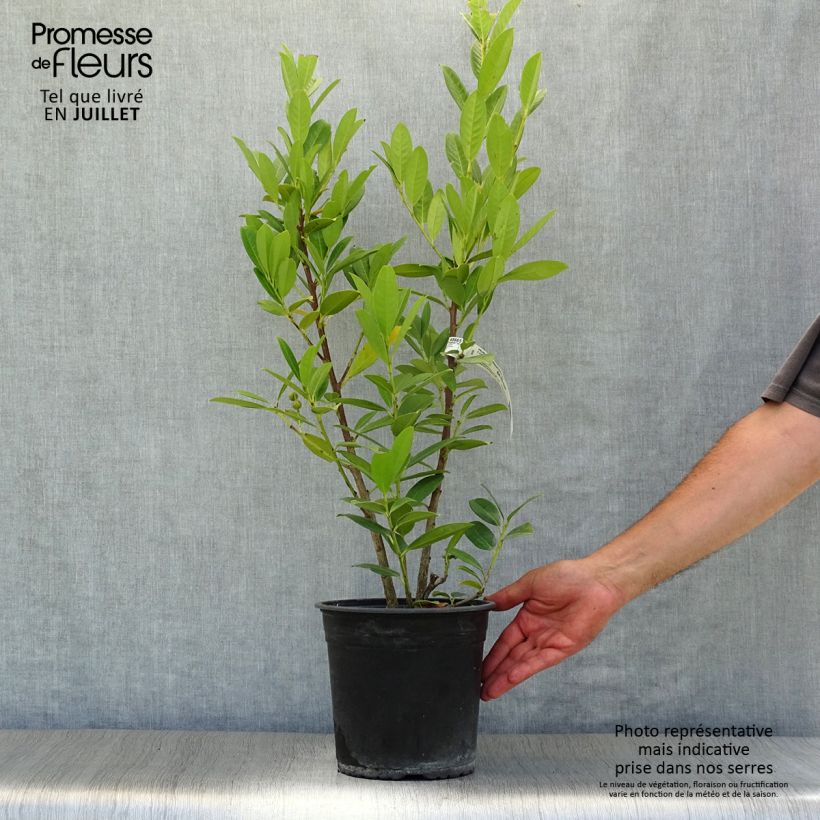 Exemplaar van Prunus laurocerasus Greentorch - Laurierkers Pot van 3 l/4 l zoals geleverd in de zomer