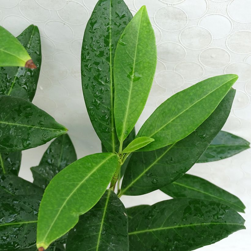 Prunus laurocerasus Herbergii - Laurierkers (Foliage)