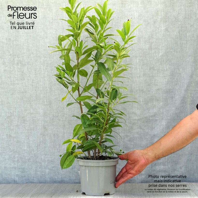 Exemplaar van Prunus laurocerasus Herbergii - Laurierkers Pot van 3 l/4 l zoals geleverd in de zomer