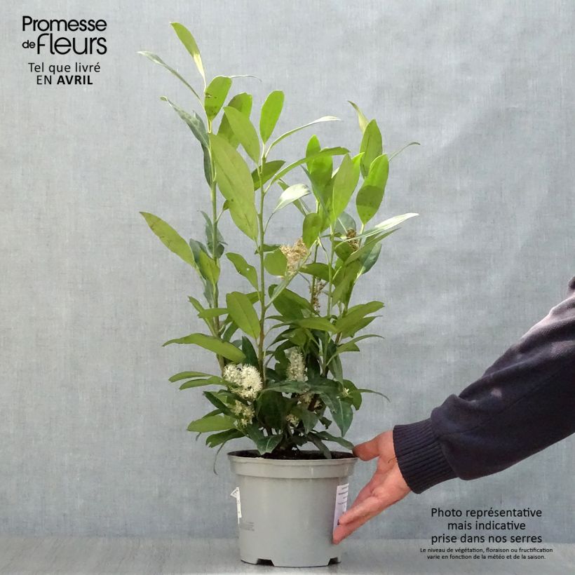Exemplaar van Prunus laurocerasus Herbergii - Laurierkers Pot van 3 l/4 l zoals geleverd in de lente