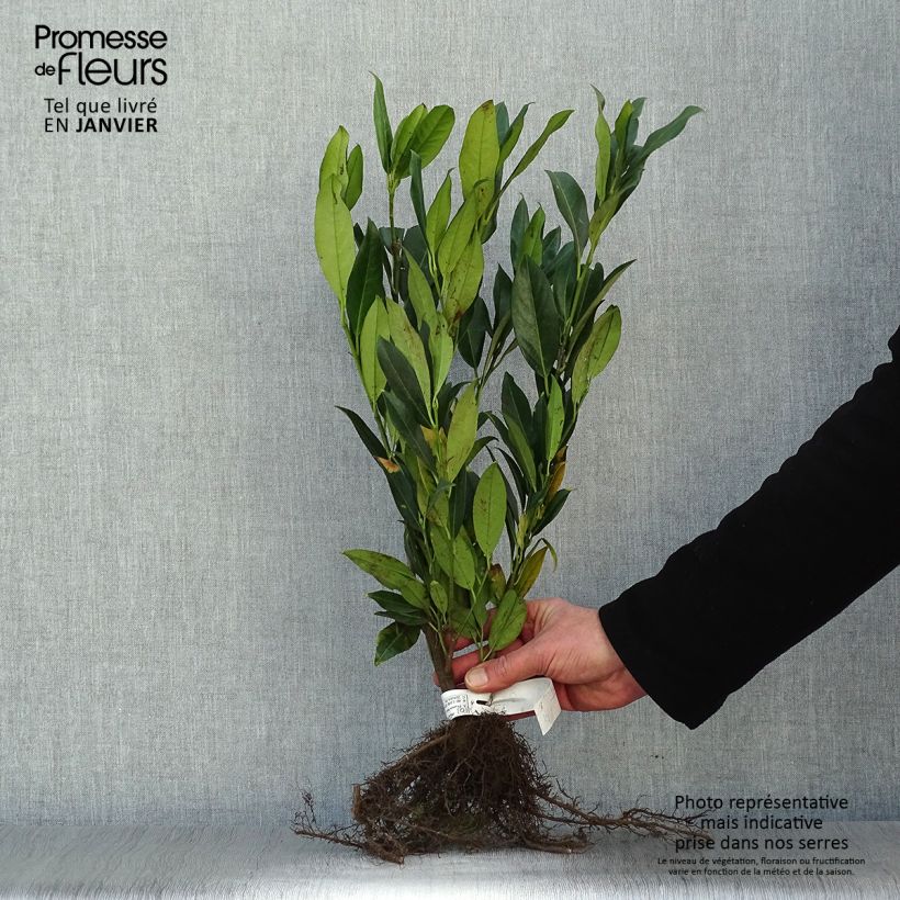 Example of Laurier cerise - Prunus laurocerasus Herbergii Naakte wortel as you get in hiver