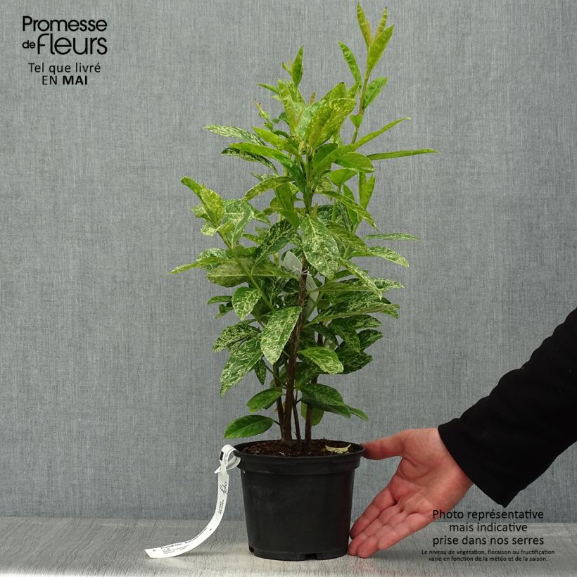 Exemplaar van Prunus laurocerasus Marbled White - Laurierkers Pot van 2 l/3 l zoals geleverd in de lente
