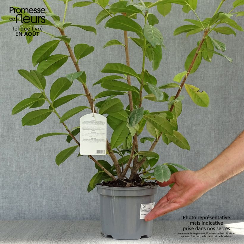 Exemplaar van Prunus laurocerasus Novita - Laurierkers Pot van 4 l/5 l zoals geleverd in de zomer