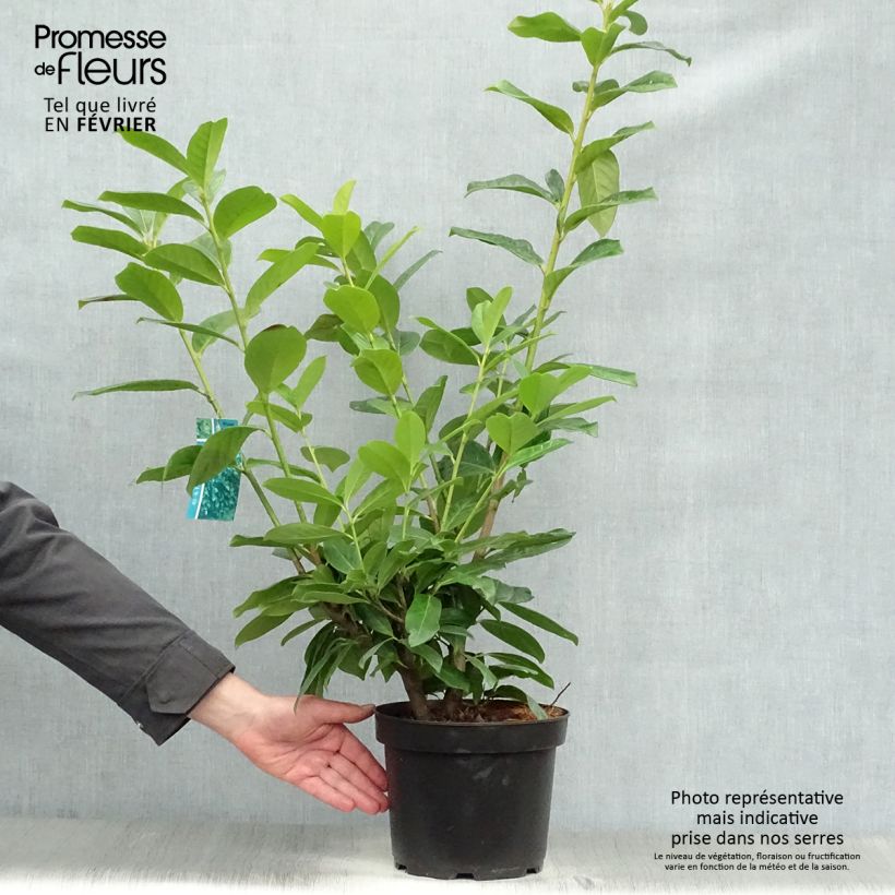 Example of Laurier cerise - Prunus laurocerasus Novita Pot van 4 l/5 l as you get in hiver