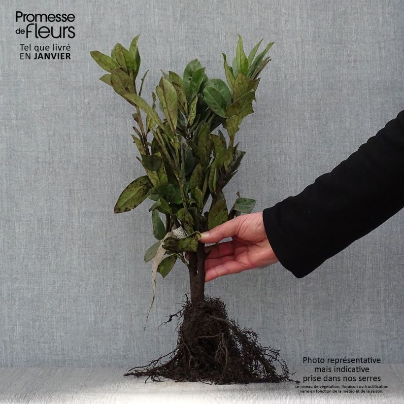 Example of Laurier cerise - Prunus laurocerasus Novita Naakte wortel as you get in hiver