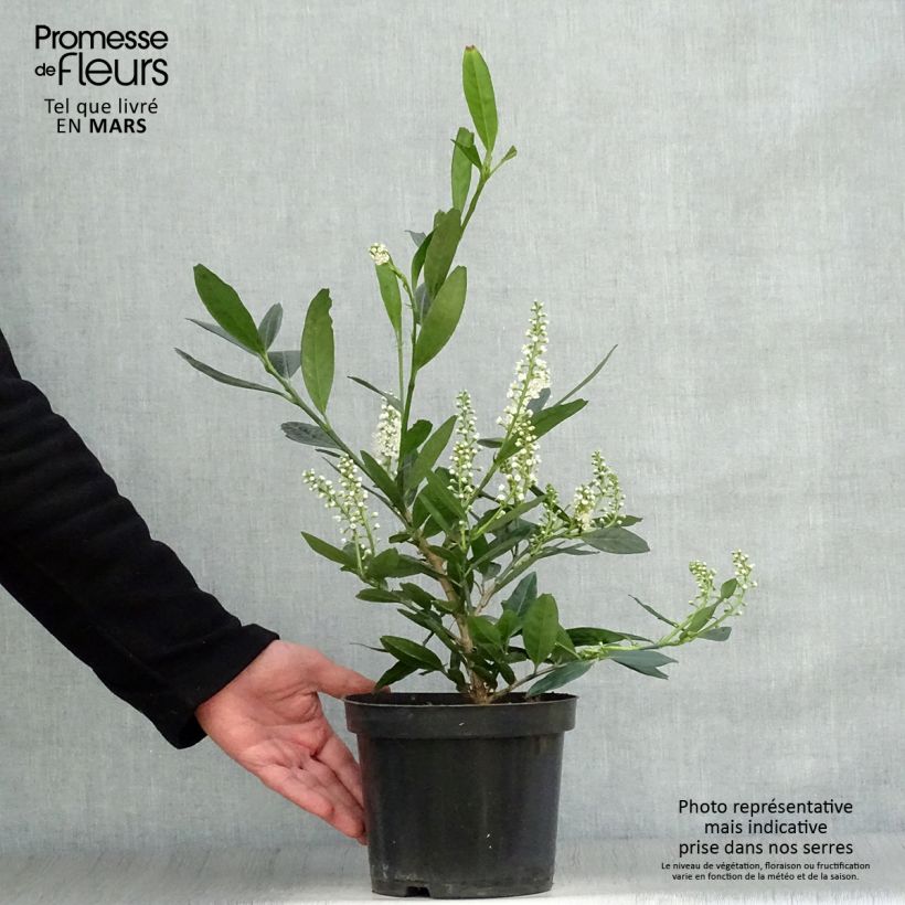 Exemplaar van Prunus laurocerasus Otto Luyken - Laurierkers Pot van 2 l/3 l zoals geleverd in de lente