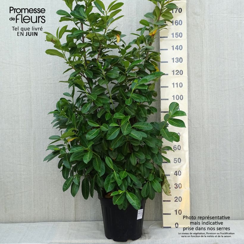 Exemplaar van Prunus laurocerasus Rotundifolia - Laurierkers Pot van 12 l/15 l zoals geleverd in de lente