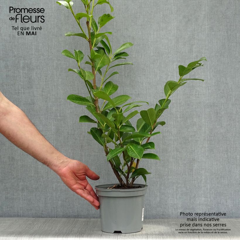 Exemplaar van Prunus laurocerasus Rotundifolia - Laurierkers Pot van 3 l/4 l zoals geleverd in de lente