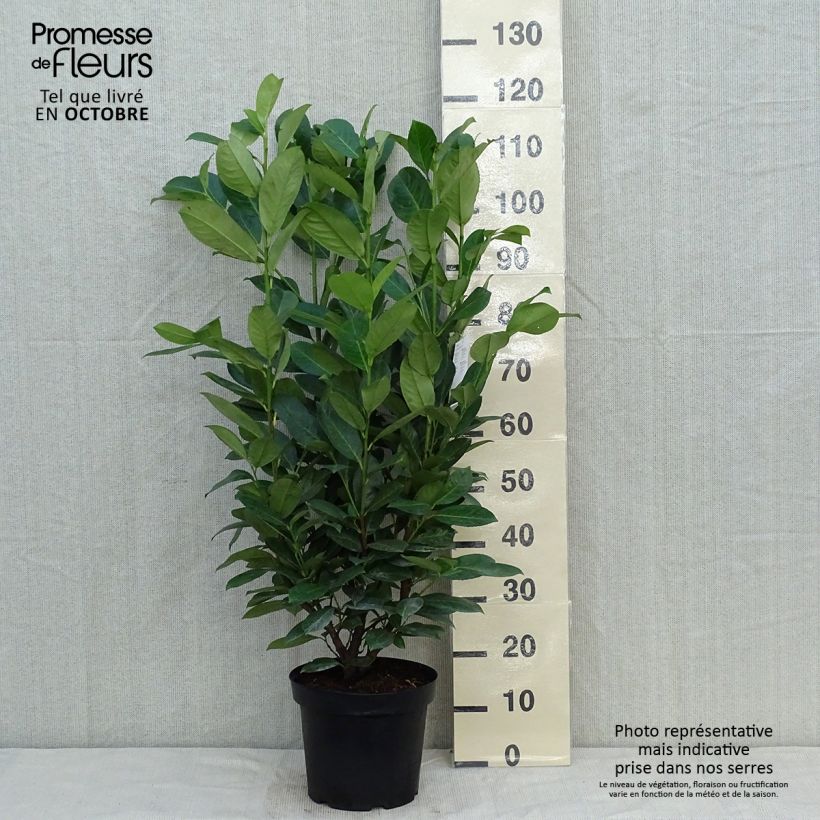 Exemplaar van Prunus laurocerasus Rotundifolia - Laurierkers Pot van 7,5 l/10 l zoals geleverd in de herfst