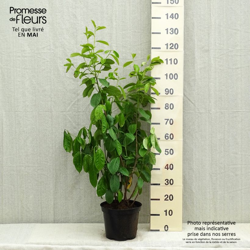 Exemplaar van Prunus laurocerasus Rotundifolia - Laurierkers Pot van 7,5 l/10 l zoals geleverd in de lente