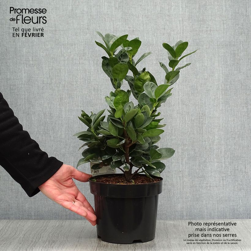 Example of Laurier cerise nain - Prunus Laurocerasus Miniredia Pot van 2 l/3 l as you get in hiver