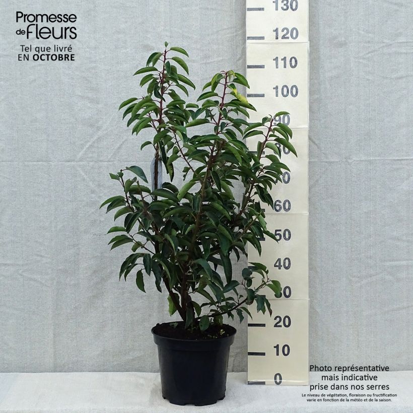 Exemplaar van Prunus lusitanica - Portugese laurier Pot van 7,5 l/10 l zoals geleverd in de herfst