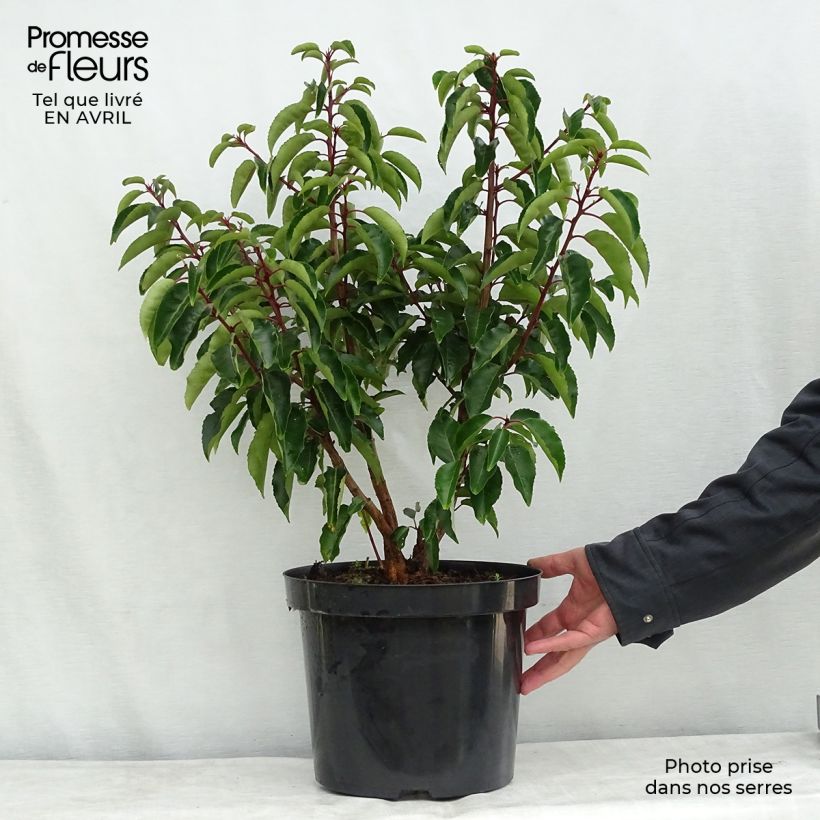 Exemplaar van Prunus lusitanica - Portugese laurier Pot van 7,5 l/10 l zoals geleverd in de lente