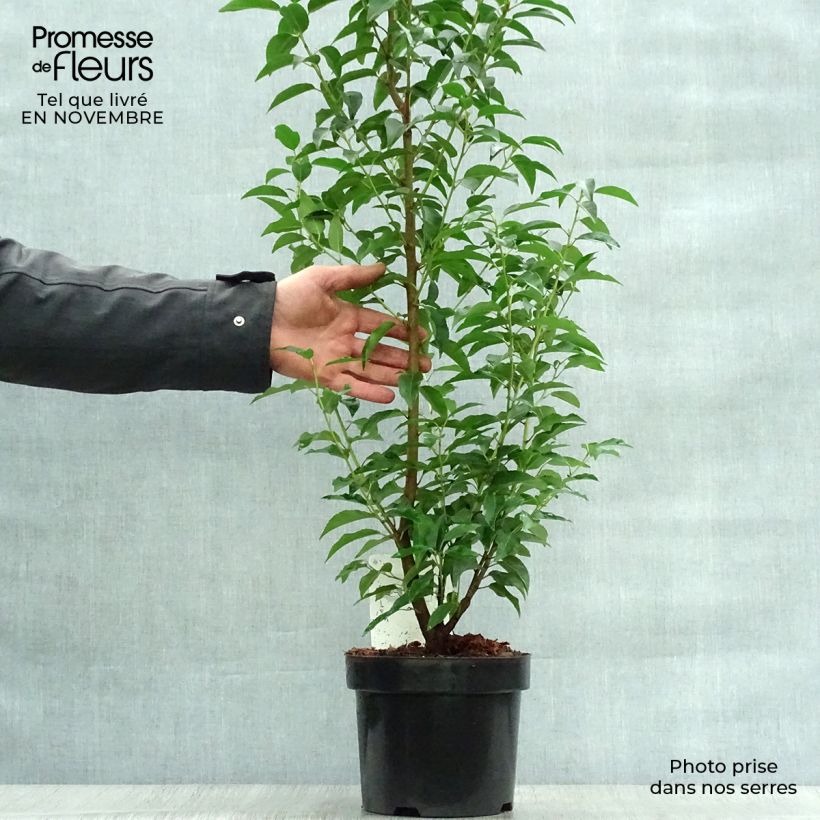 Exemplaar van Prunus lusitanica Angustifolia - Portugese laurier Pot van 3 l/4 l zoals geleverd in de herfst