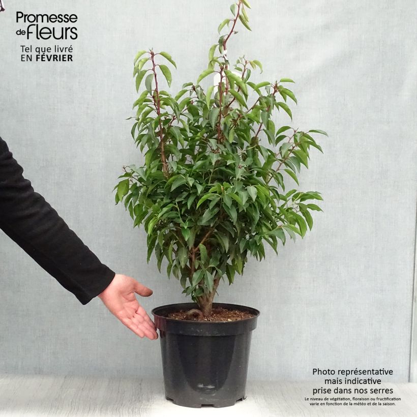 Example of Prunus lusitanica Angustifolia - Portugese laurier Pot van 7,5 l/10 l as you get in hiver