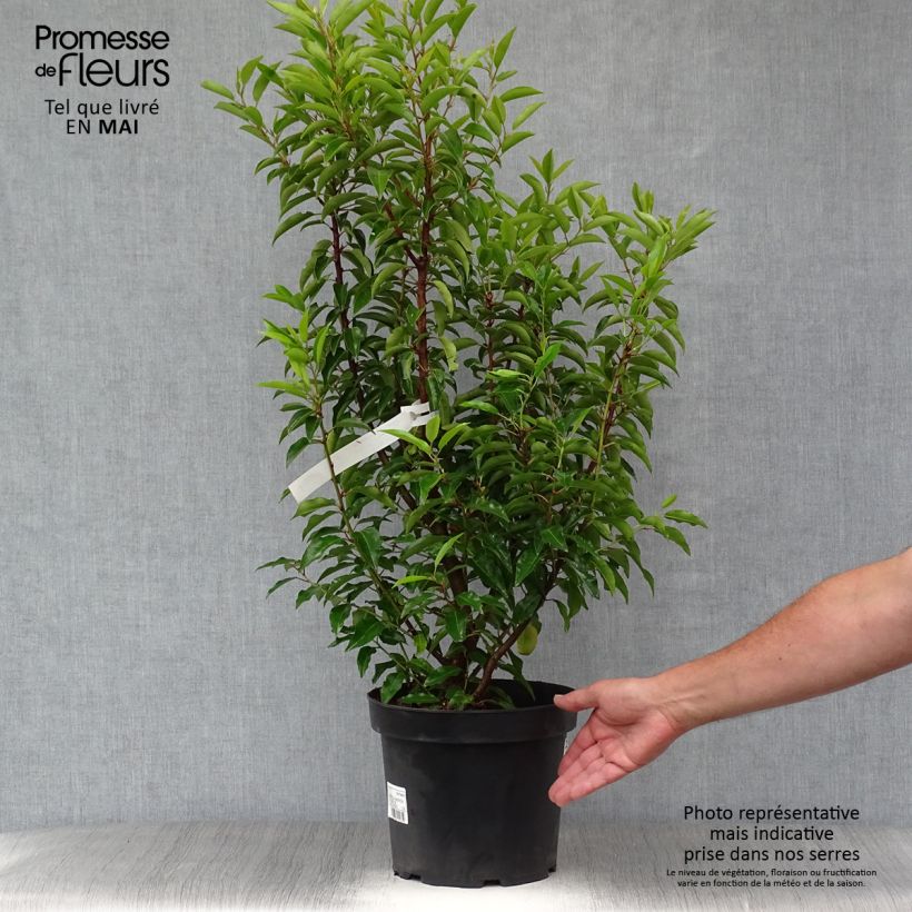 Exemplaar van Prunus lusitanica Angustifolia - Portugese laurier Pot van 7,5 l/10 l zoals geleverd in de lente