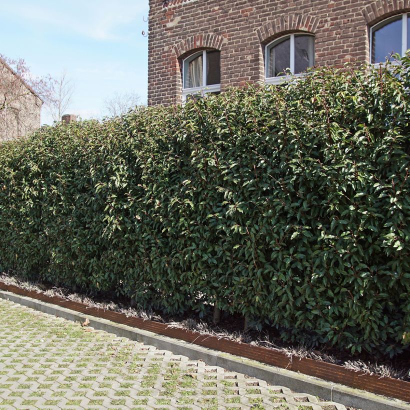 Prunus lusitanica Angustifolia - Portugese laurier (Plant habit)