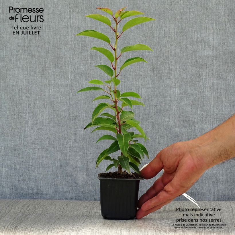 Exemplaar van Prunus lusitanica Angustifolia - Portugese laurier Kweekpotje van 8/9 cm zoals geleverd in de zomer
