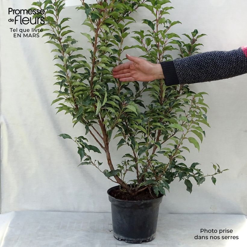 Example of Laurier du Portugal - Prunus lusitanica Brenelia Pot van 7,5 l/10 l as you get in hiver