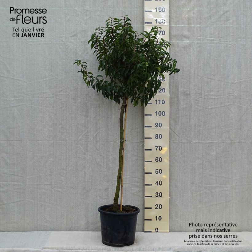 Example of Laurier du Portugal - Prunus lusitanica Myrtifolia Pot van 12 l/15 l as you get in hiver