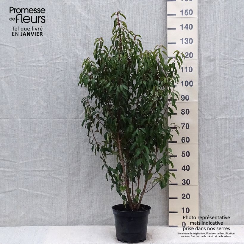 Example of Laurier du Portugal - Prunus lusitanica Myrtifolia Pot van 6 l/7 l as you get in hiver