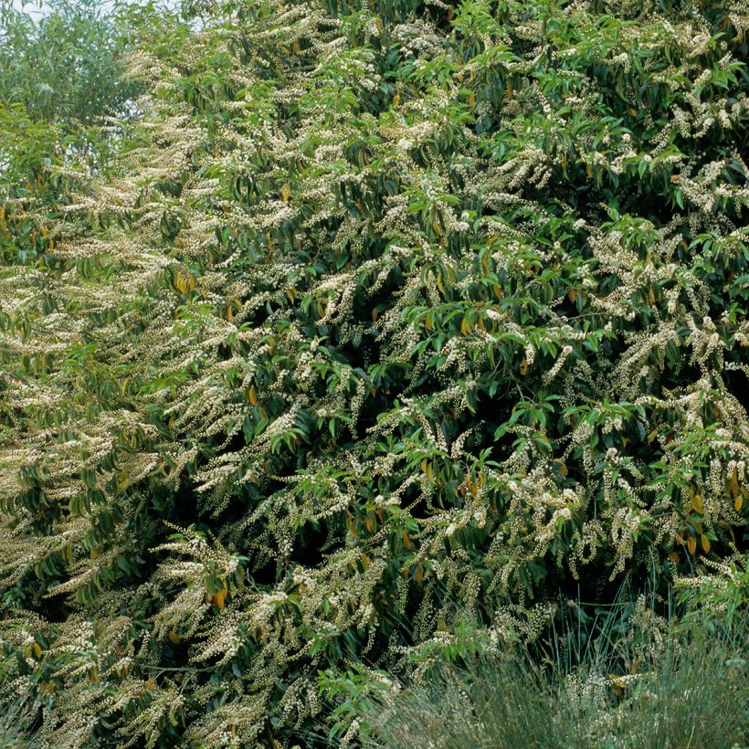 Prunus lusitanica - Portugese laurier (Plant habit)