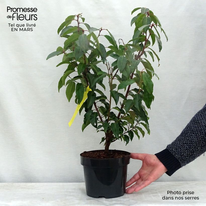 Example of Laurier du Portugal - Prunus lusitanica Pot van 3 l/4 l as you get in hiver